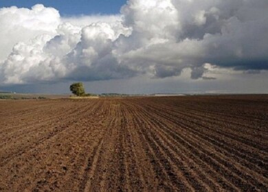Sown areas in the Ryazan region exceeded million hectares