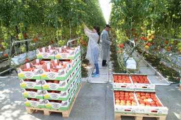 New greenhouse complex to appear in the Moscow region