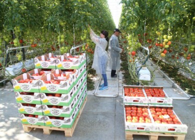 New greenhouse complex to appear in the Moscow region