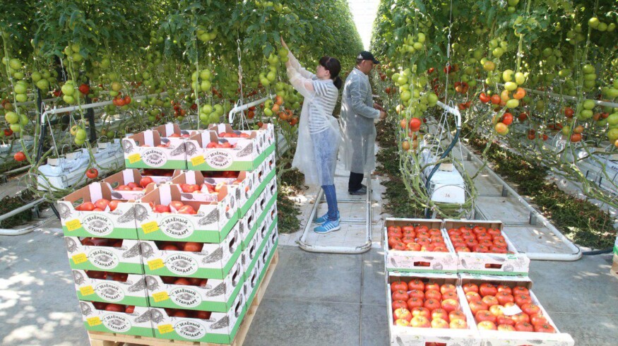 New greenhouse complex to appear in the Moscow region