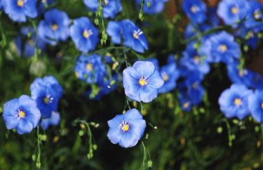 Russia expands flax production