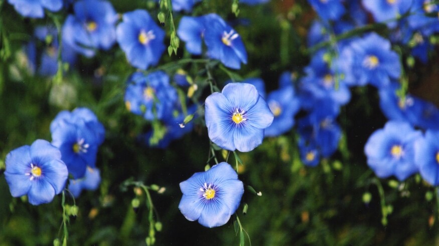 Russia expands flax production