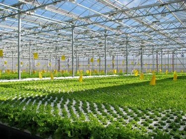 Agrocom abandons creation of greenhouse complex