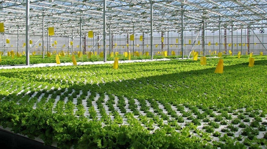 Agrocom abandons creation of greenhouse complex