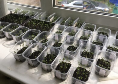 Bark compound fertilizer to be created in Russia