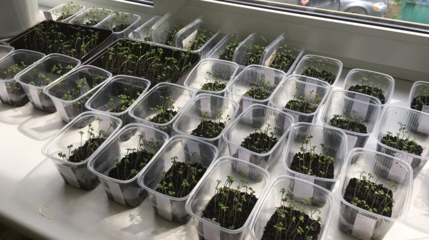 Bark compound fertilizer to be created in Russia