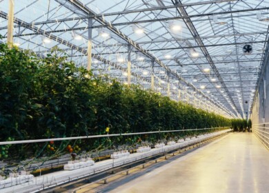 10 greenhouse complexes to be built in the Far East
