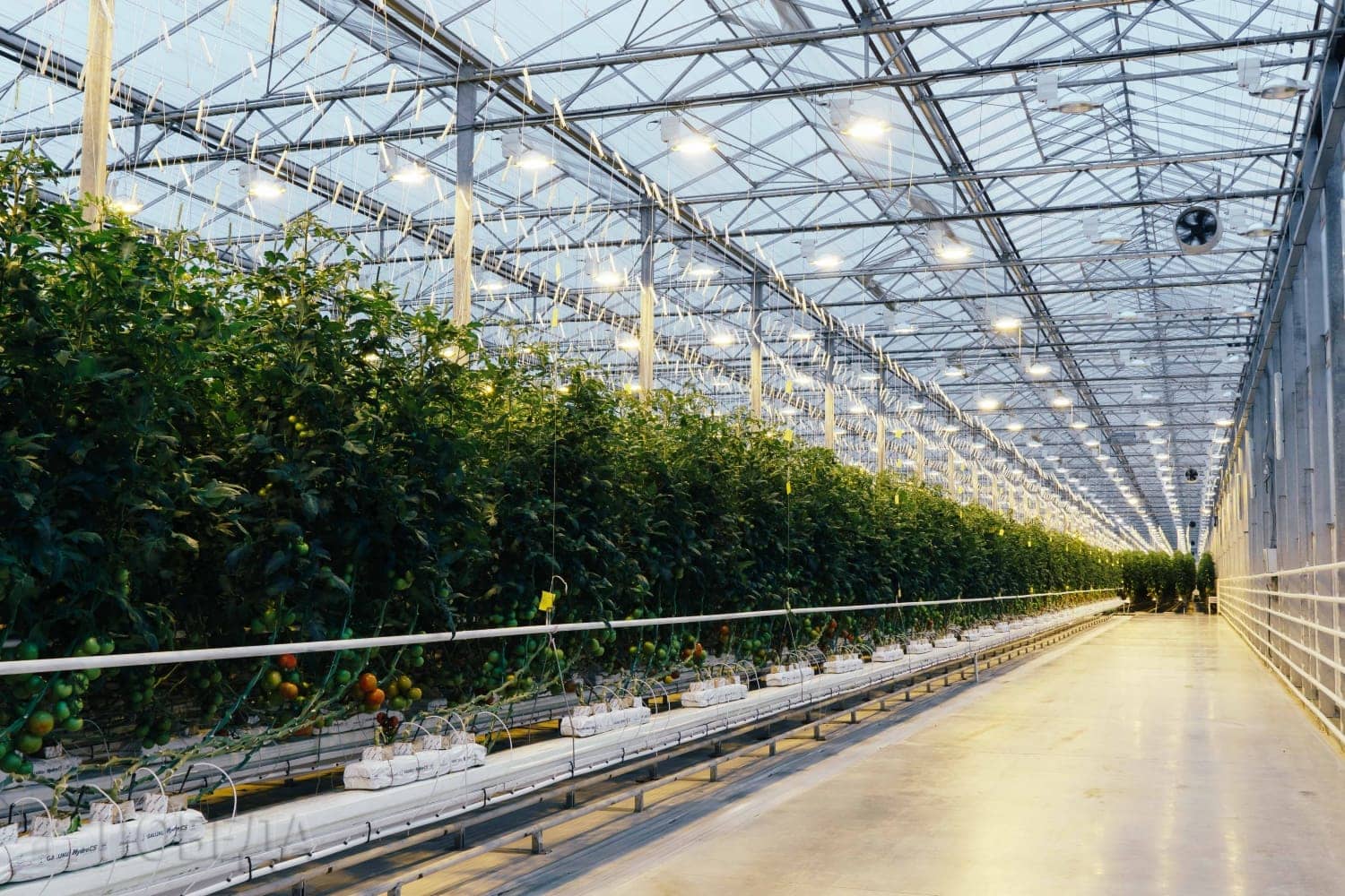 10 greenhouse complexes to be built in the Far East