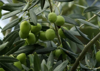 Crimean scientists trying to grow olive in a greenhouse