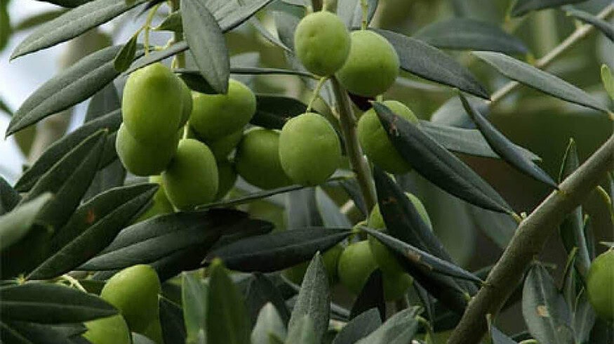 Crimean scientists trying to grow olive in a greenhouse