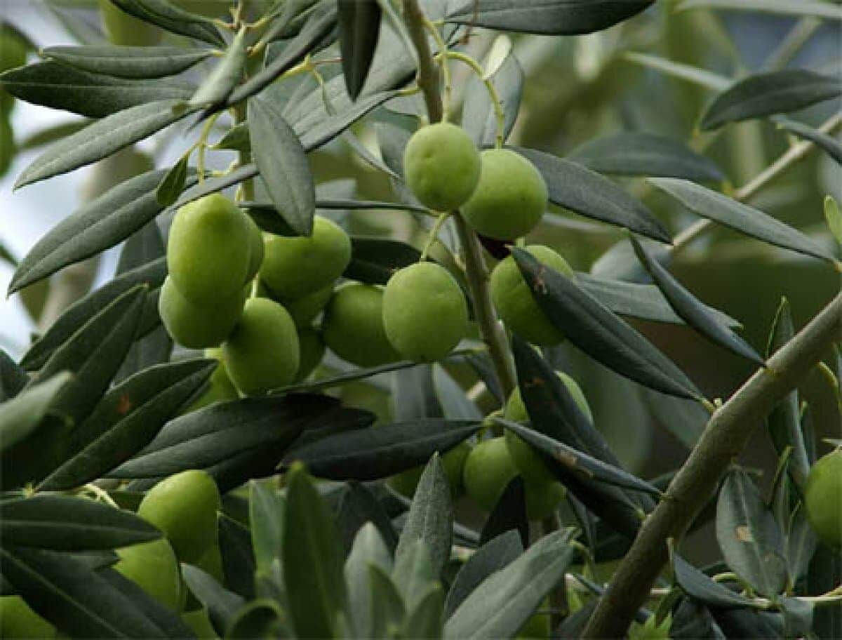 Crimean scientists trying to grow olive in a greenhouse
