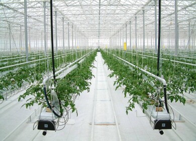 Ovoschevod opens new greenhouse complex