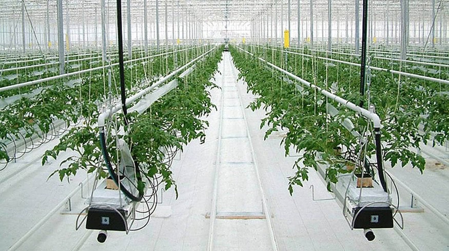 Ovoschevod opens new greenhouse complex