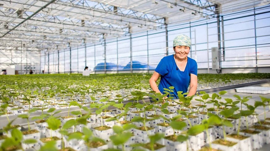 Sayuri expands greenhouse capacity in Yakutia