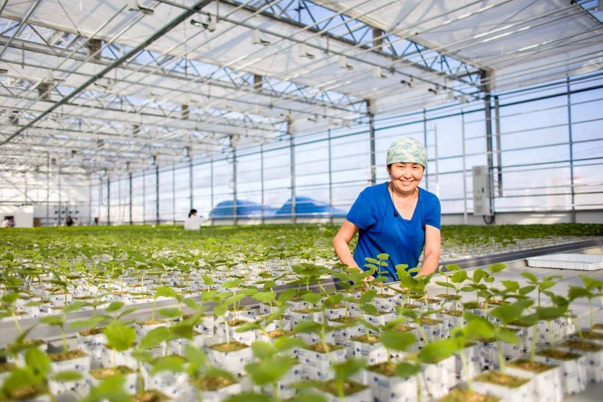 Sayuri expands greenhouse capacity in Yakutia