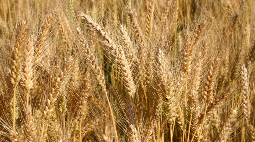 Samara University and KuibyshevAzot developed new fertilizer use cases