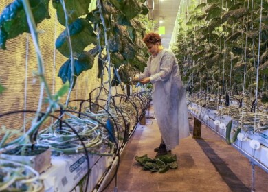 Greenhouses in the Far East will be subsidized