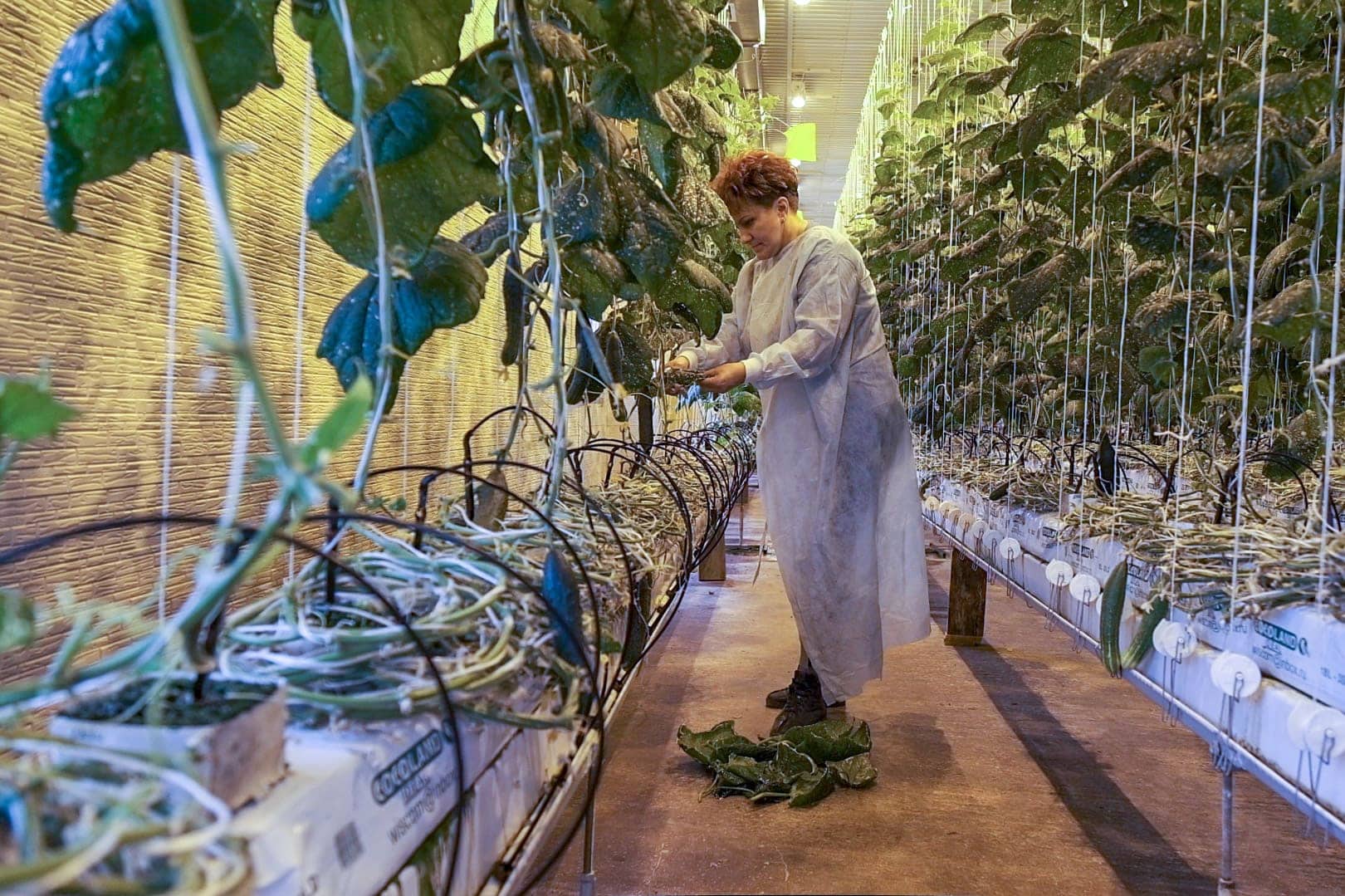 Greenhouses in the Far East will be subsidized