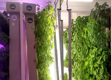Skolkovo resident created a vertical farms of the future