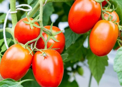 A new greenhouse complex to be constructed in the Stavropol region
