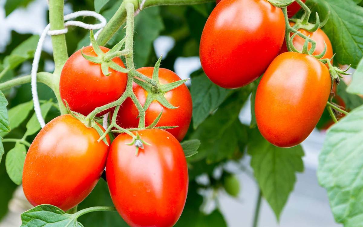 A new greenhouse complex to be constructed in the Stavropol region