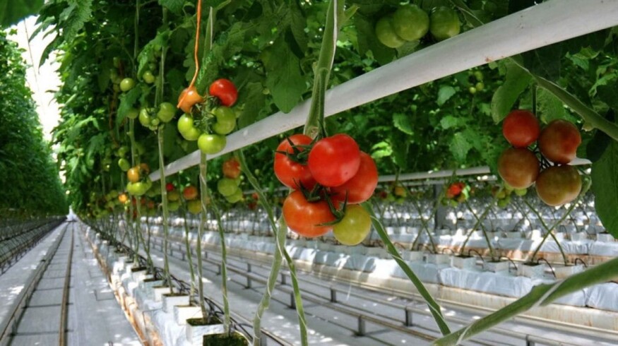 Khabarovsk officials introduced support measures for the greenhouse industry