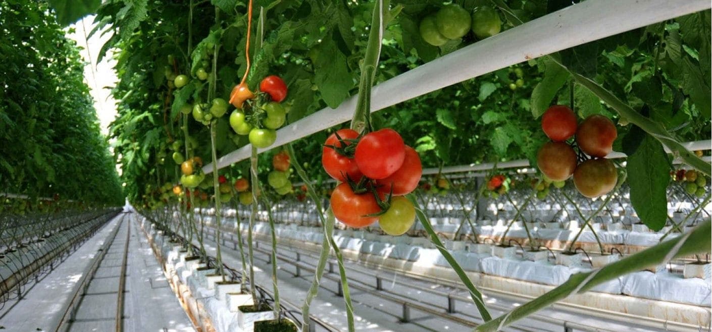 Khabarovsk officials introduced support measures for the greenhouse industry
