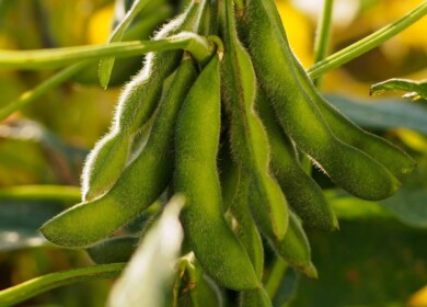 Russian scientists developed a new method to forecast the soybean yield