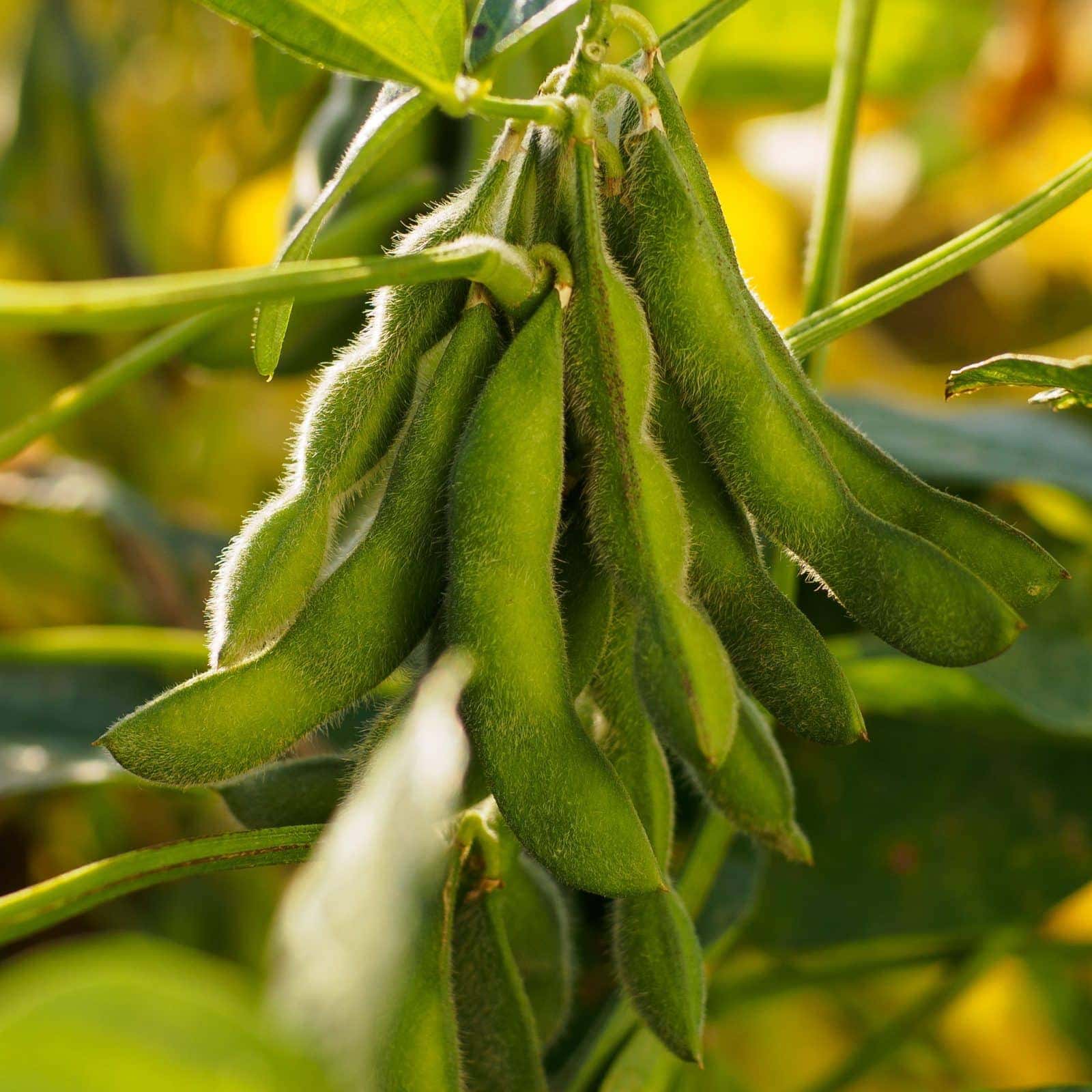 Russian scientists developed a new method to forecast the soybean yield