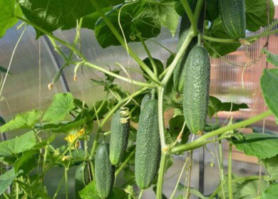 The greenhouse vegetable growing may set the new records