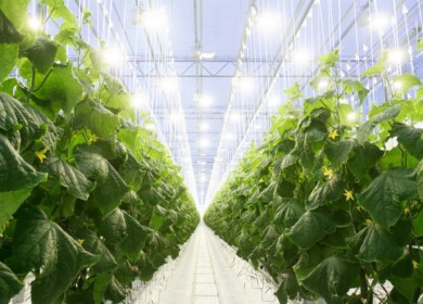 Magnit will create its own greenhouse complex in Krasnodar