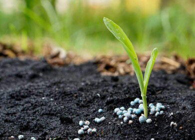 The output of nitrogen fertilizers in Russia exceeded 10 million tons