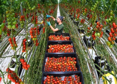 ECO-Culture may build a huge greenhouse complex in Dagestan
