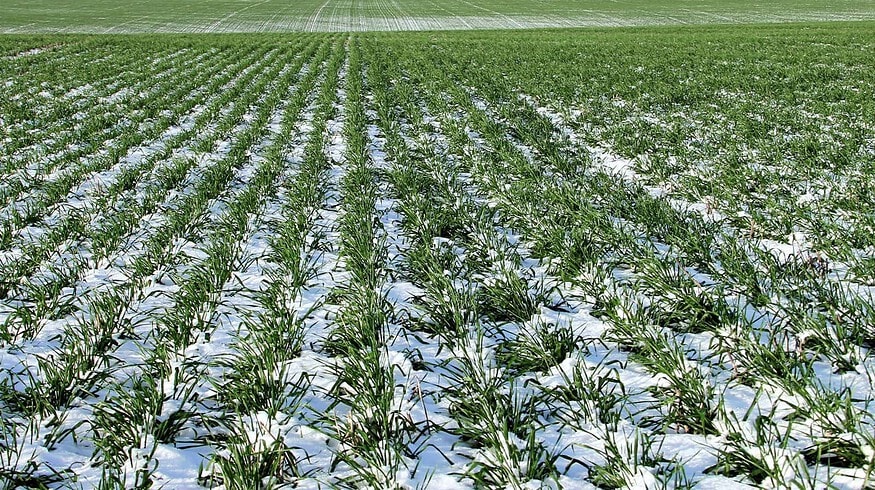 Agrochemicals go up in price in the Stavropol region