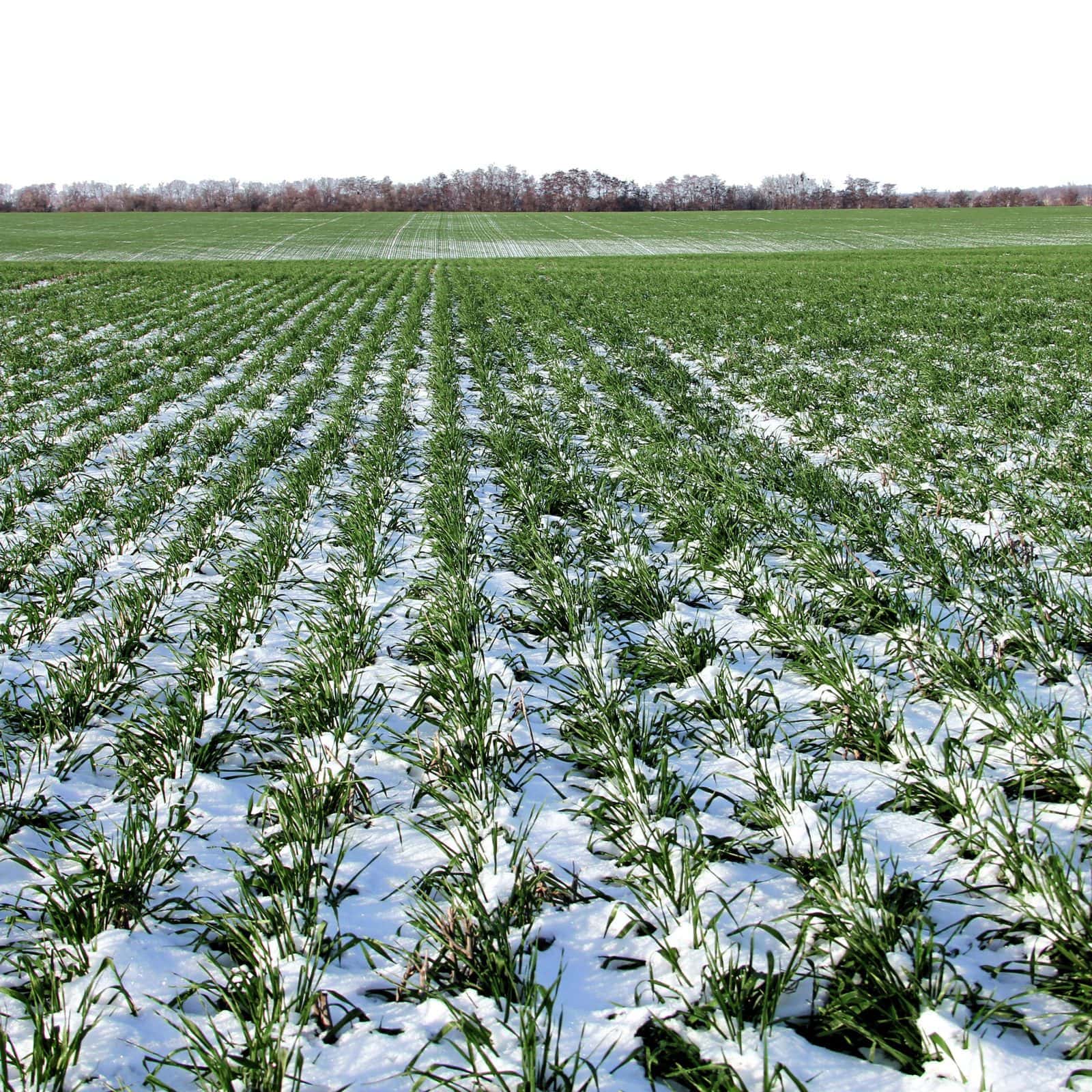 Agrochemicals go up in price in the Stavropol region