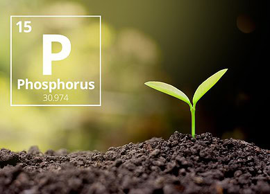 Rostov region may spend $13.6 million on phosphorus fertilizers until 2024