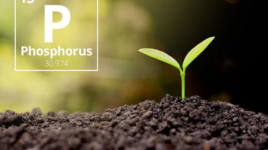 Rostov region may spend $13.6 million on phosphorus fertilizers until 2024