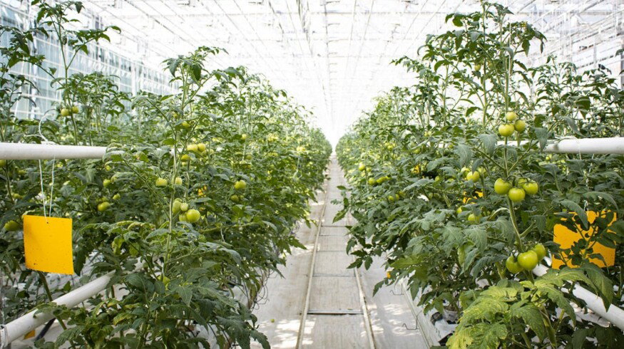 Production of greenhouse vegetables in Russia may grow by 7.6% in 2021