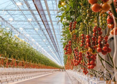 A 5th generation greenhouse complex to be constructed in the Republic of Dagestan