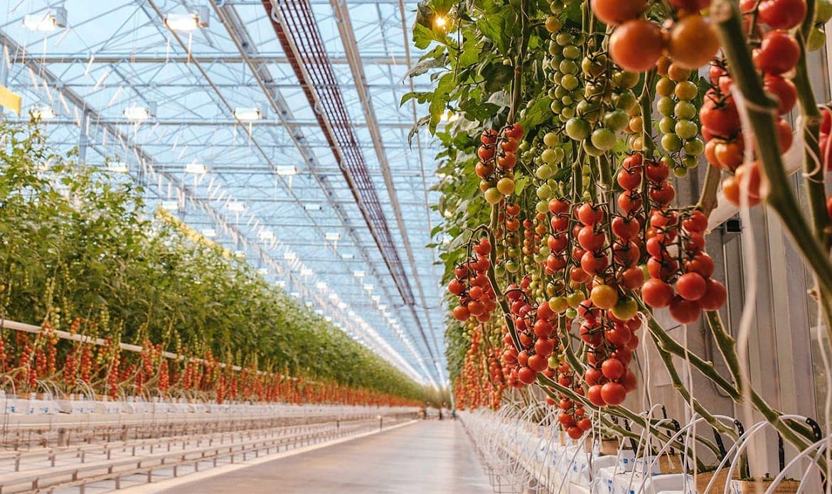 A 5th generation greenhouse complex to be constructed in the Republic of Dagestan