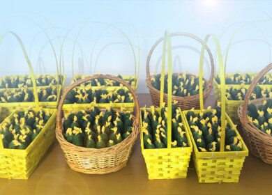 Uralchem develops partnerships with the Turovsky greenhouse complex