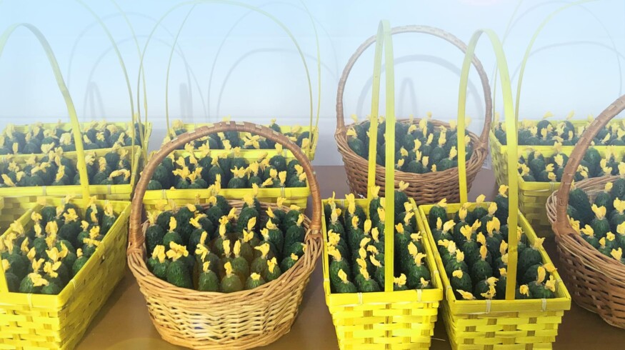 Uralchem develops partnerships with the Turovsky greenhouse complex