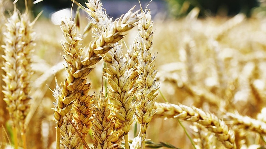 RAGT and Bayer to develop hybrid wheat seeds