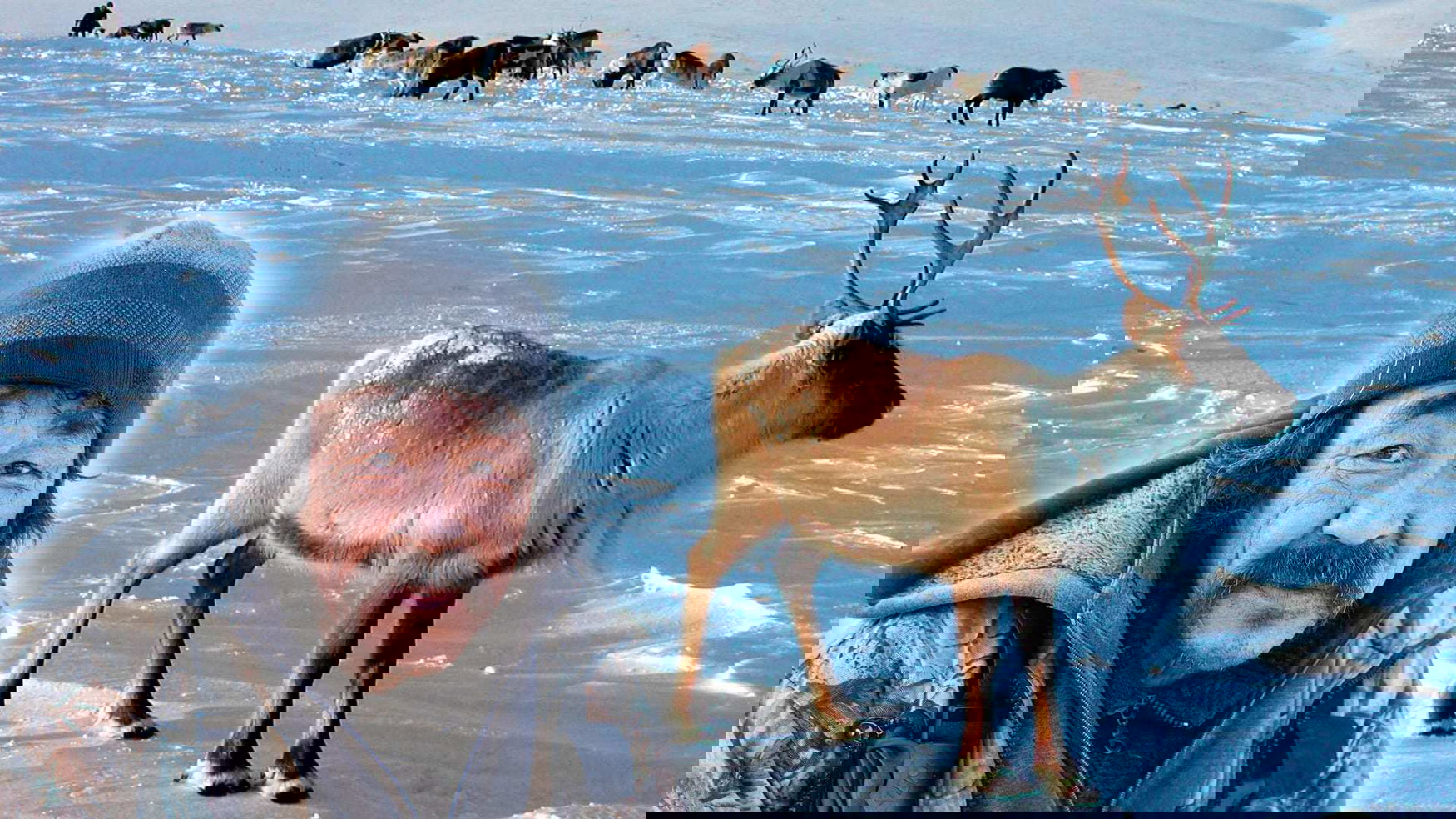 Two new greenhouse complexes will be constructed in Chukotka