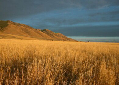 Kazakhstan will expand the application of fertilizers by 3.3%