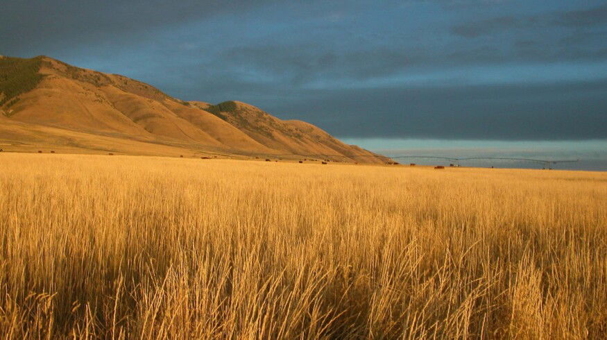 Kazakhstan will expand the application of fertilizers by 3.3%