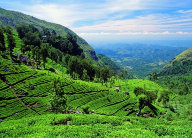 Sri Lanka is studying opportunities to launch carbamide production