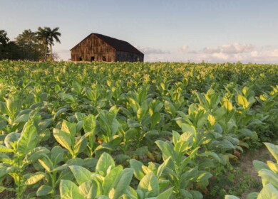 Cuba will increase the production of biological products