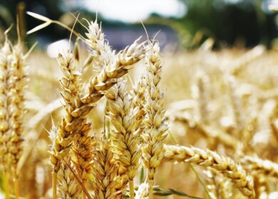 Ragt and Bayer will develop new wheat hybrids