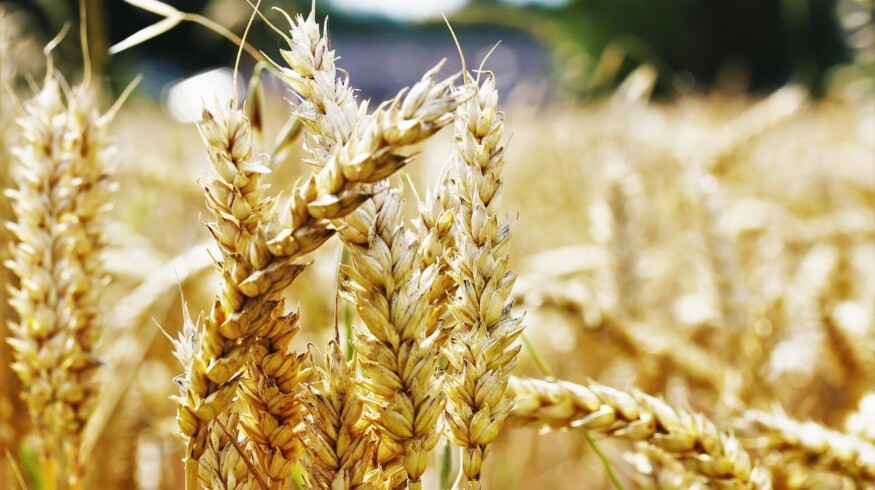 Ragt and Bayer will develop new wheat hybrids